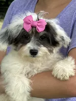 Domino, a female Cavapoo and Cavalier King Charles Spaniel for sale in Marshfield, MO – 5 of 6