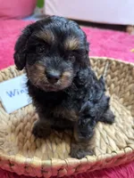 Winston, a male Cavapoo and Cavalier King Charles Spaniel for sale in Marshfield, MO – 8 of 10