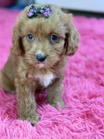 Riley , a female Cavapoo and Cavalier King Charles Spaniel for sale in Marshfield, MO – 5 of 10