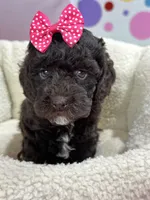 Tootsie, a female Cavapoo and Cavalier King Charles Spaniel for sale in Marshfield, MO – 3 of 10