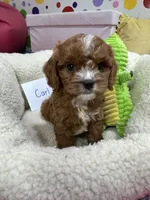 Carl, a male Cavapoo and Cavalier King Charles Spaniel for sale in Marshfield, MO – 6 of 10