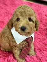 Gus, a male Cavapoo and Cavalier King Charles Spaniel for sale in Marshfield, MO – 3 of 10