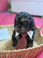 Winston, a male Cavapoo and Cavalier King Charles Spaniel for sale in Marshfield, MO – 6 of 10