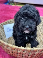 Oreo, a female Cavapoo for sale in Missouri, MO – Photo 9 of 10