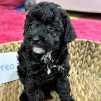Oreo, a female Cavapoo for sale in Missouri, MO – Photo 9 of 10