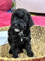 Oreo, a female Cavapoo for sale in Missouri, MO – Photo 6 of 10