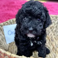 Oreo, a female Cavapoo for sale in Missouri, MO – Photo 5 of 10