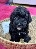 Oreo, a female Cavapoo for sale in Missouri, MO – Photo 2 of 10