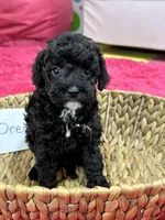 Oreo, a female Cavapoo for sale in Missouri, MO – Photo 7 of 10