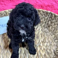 Oreo, a female Cavapoo for sale in Missouri, MO – Photo 8 of 10