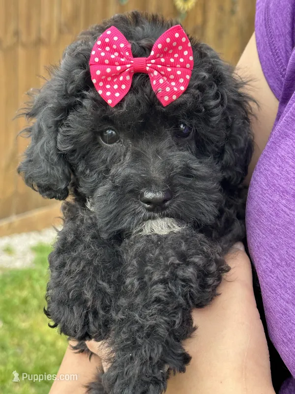 Oreo – Cavapoo puppy for sale in Missouri, MO