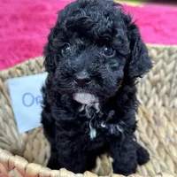 Oreo, a female Cavapoo for sale in Missouri, MO – Photo 4 of 10