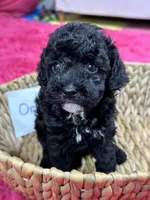 Oreo, a female Cavapoo for sale in Missouri, MO – Photo 1 of 10