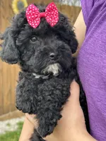 Oreo, a female Cavapoo for sale in Missouri, MO – Photo 3 of 10
