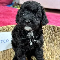 Oreo, a female Cavapoo for sale in Missouri, MO – Photo 6 of 10
