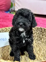 Oreo, a female Cavapoo for sale in Missouri, MO – Photo 3 of 10