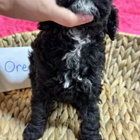 Oreo, a female Cavapoo for sale in Missouri, MO – Photo 10 of 10