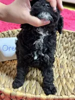 Oreo, a female Cavapoo for sale in Missouri, MO – Photo 8 of 10