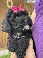 Oreo, a female Cavapoo for sale in Missouri, MO – Photo 2 of 10