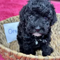 Oreo, a female Cavapoo for sale in Missouri, MO – Photo 7 of 10