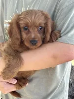 Marty, a male Cavapoo and Cavalier King Charles Spaniel for sale in Marshfield, MO – 7 of 10
