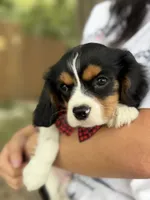 Ace , a male Cavalier King Charles Spaniel for sale in Marshfield, MO – 3 of 10