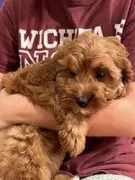 Dasher, a male Cavapoo for sale in Missouri, MO – Photo 7 of 10