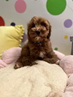 Dasher, a male Cavapoo for sale in Missouri, MO – Photo 6 of 10