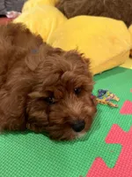 Dasher, a male Cavapoo for sale in Missouri, MO – Photo 4 of 10