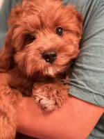 Dasher, a male Cavapoo for sale in Missouri, MO – Photo 1 of 10