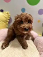 Dasher, a male Cavapoo for sale in Missouri, MO – Photo 5 of 10