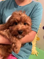 Dasher, a male Cavapoo for sale in Missouri, MO – Photo 3 of 10