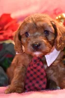 Dasher, a male Cavapoo for sale in Missouri, MO – Photo 8 of 10