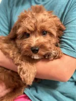 Dasher, a male Cavapoo for sale in Missouri, MO – Photo 2 of 10