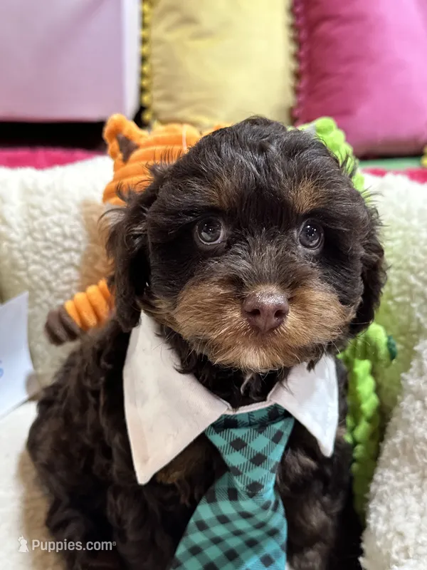 Snickers  – Cavapoo, Cavalier King Charles Spaniel puppy for sale in Marshfield, MO