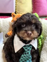 Snickers , a male Cavapoo and Cavalier King Charles Spaniel for sale in Marshfield, MO – 1 of 9