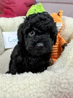 Cody, a male Cavapoo and Cavalier King Charles Spaniel for sale in Marshfield, MO – 6 of 10