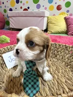 Johnny, a male Cavalier King Charles Spaniel for sale in Marshfield, MO – 9 of 10