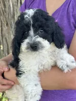 Tulip sale pending , a female Cavapoo and Cavalier King Charles Spaniel for sale in Marshfield, MO – 6 of 10