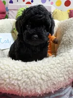 Cody, a male Cavapoo and Cavalier King Charles Spaniel for sale in Marshfield, MO – 8 of 10