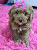 Lily, a female Cavapoo and Cavalier King Charles Spaniel for sale in Marshfield, MO – 7 of 10