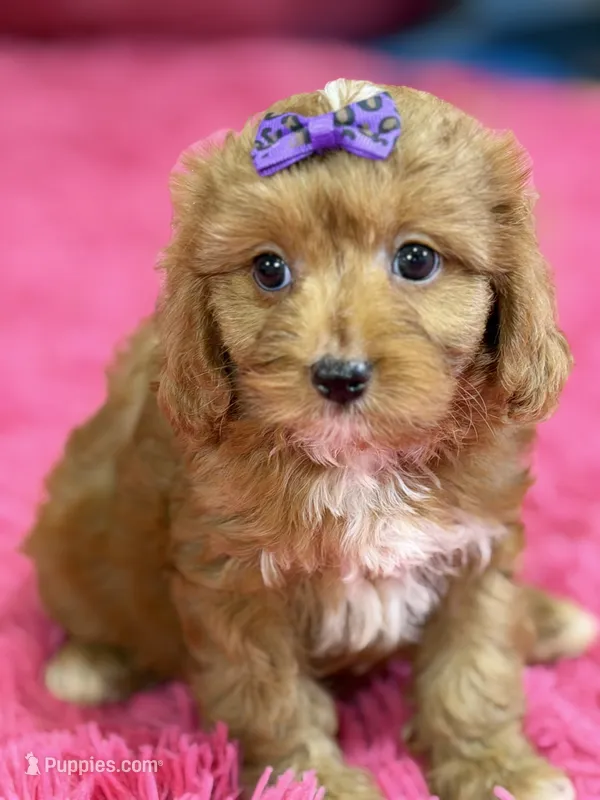 Lacy – Cavapoo, Cavalier King Charles Spaniel puppy for sale in Marshfield, MO