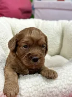 Herman, a male Cavapoo and Cavalier King Charles Spaniel for sale in Marshfield, MO – 4 of 7