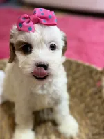 Snowball, a female Cavapoo and Cavalier King Charles Spaniel for sale in Marshfield, MO – 8 of 10