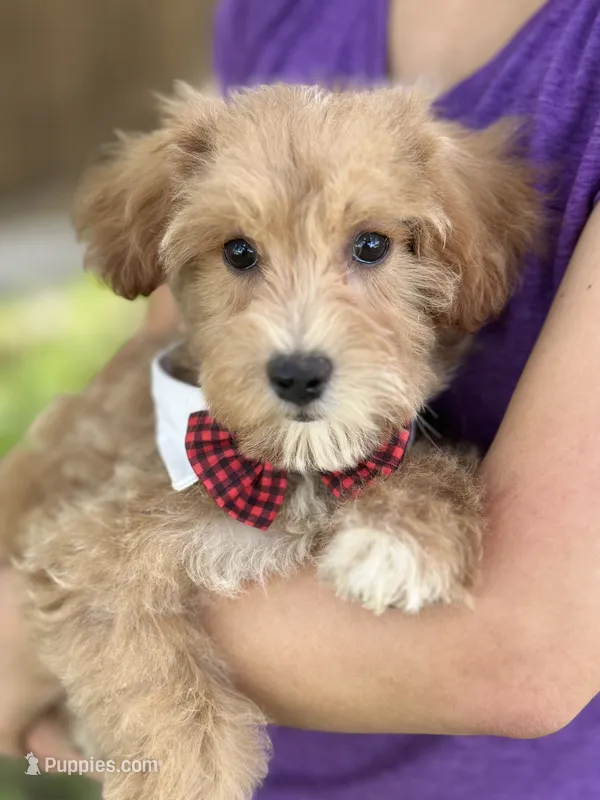 Max – Schnoodle puppy for sale in Marshfield, MO