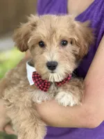 Max, a male Schnoodle for sale in Marshfield, MO – 6 of 10