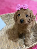 Wendy , a female Cavapoo and Cavalier King Charles Spaniel for sale in Marshfield, MO – 2 of 10