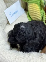 Tommy, a male Cavapoo and Cavalier King Charles Spaniel for sale in Marshfield, MO – 9 of 10