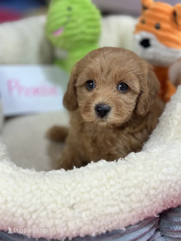 Phoebe – Cavapoo, Cavalier King Charles Spaniel puppy for sale in Marshfield, MO
