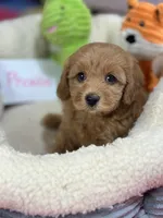 Phoebe, a female Cavapoo and Cavalier King Charles Spaniel for sale in Marshfield, MO – 1 of 8